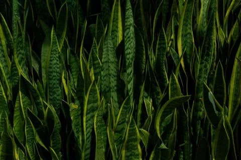 Tropical leaf background with vivid, high contrast greens 스톡 사진