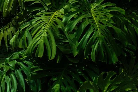 Tropical leaf background with vivid, high contrast greens Stock Photos