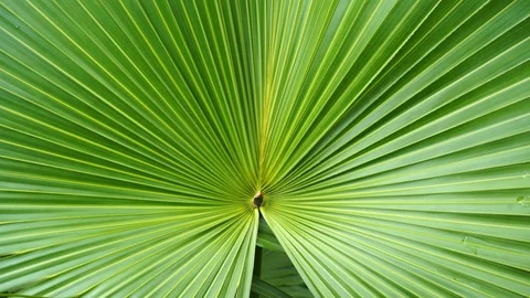 Tropical leaf, big palm foliage in rainforest, lush green nature background Stock Footage