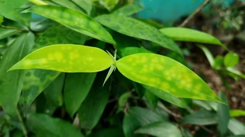 Tropical Leaf Close-Up Video stock 310930218