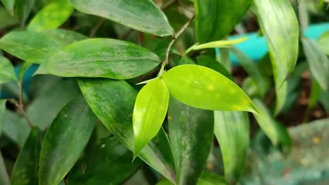 Tropical Leaf Close-Up Video stock 310930221