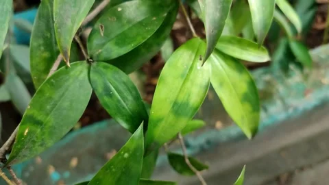 Tropical Leaf Close-Up Video stock 310930223