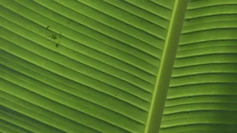 Tropical leaf close-up Stock Photos