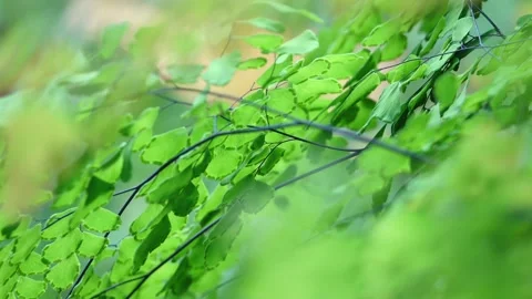 Tropical leaf close up shot Video stock 169208128