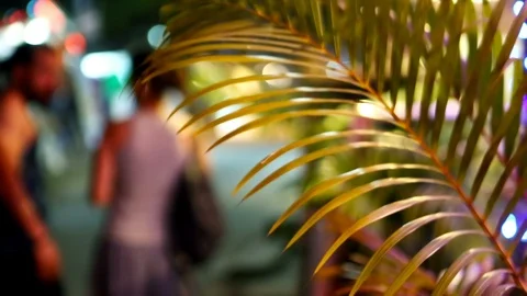 Tropical leaf closeup on Colourful Abstract lights blurred background. Street Stock Footage 88769809