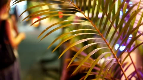 Tropical leaf closeup on Colourful Abstract lights blurred background. Street Video stock 88769824