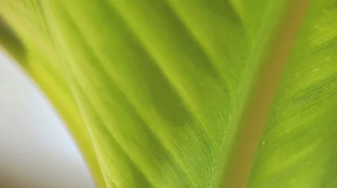 Tropical leaf closeup Stock Footage 24674633