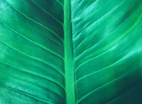 Tropical leaf dark green foliage texture the nature background Stock Photos