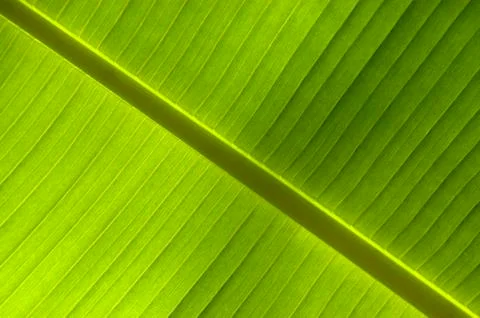 Tropical leaf, Diagonal Stock-Fotos