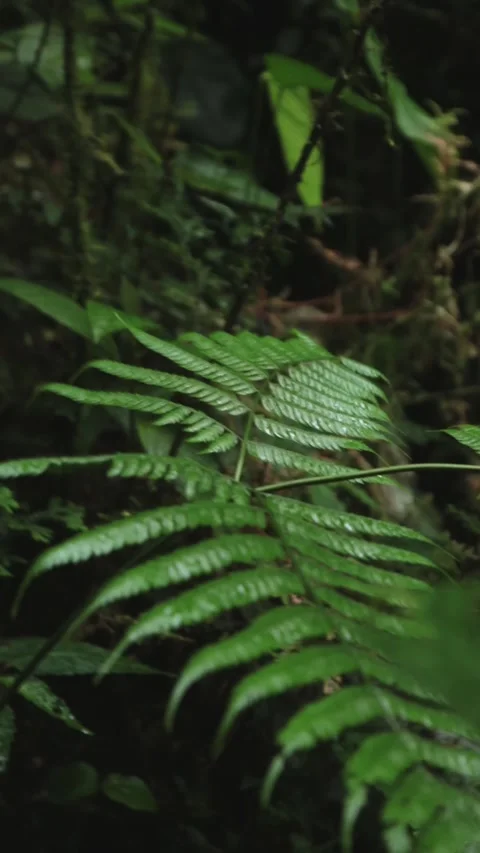 Tropical Leaf on Ecuador Video stock 238048594