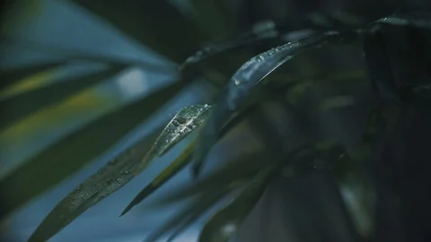 Tropical leaf in exotic forest Stock Footage 108669916