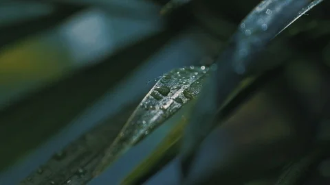 Tropical leaf in exotic forest Stock-Footage 108670737