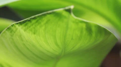 Tropical leaf Stock Footage 24674567