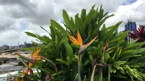 Tropical leaf Stock Footage 149294045