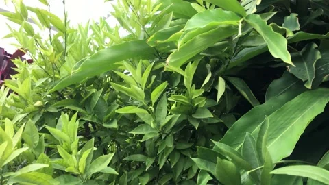 Tropical leaf Stock Footage 149338848