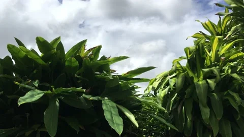 Tropical leaf Stock Footage 149544434