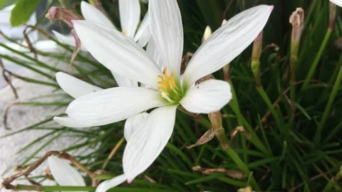 Tropical leaf Stock Footage 149544912