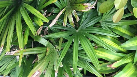 Tropical leaf Stock Footage 149544923