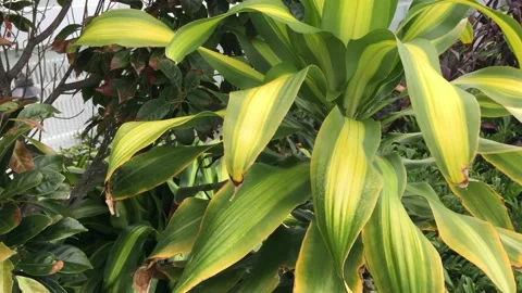 Tropical leaf Stock Footage 149544930