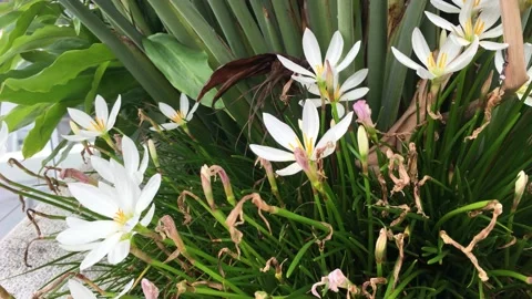 Tropical leaf Stock Footage 149545036