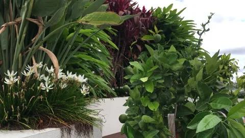 Tropical leaf Stock Footage 149545051