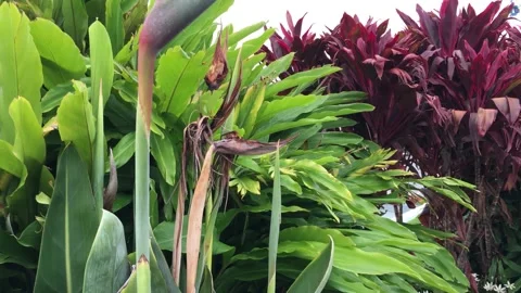 Tropical leaf Stock Footage 149545071