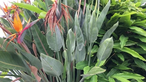 Tropical leaf Stock Footage 149545083