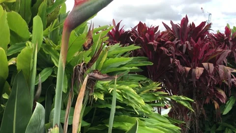 Tropical leaf Stock Footage 149545084