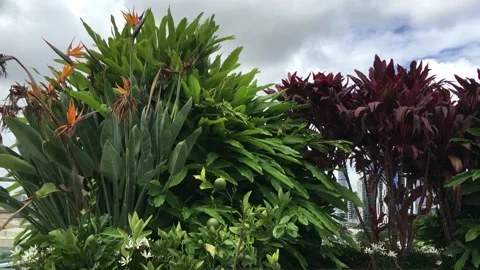 Tropical leaf Stock Footage 149545252