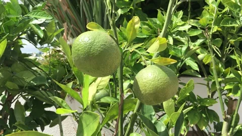 Tropical leaf Stock Footage 149545254