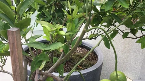 Tropical leaf Stock Footage 149545256