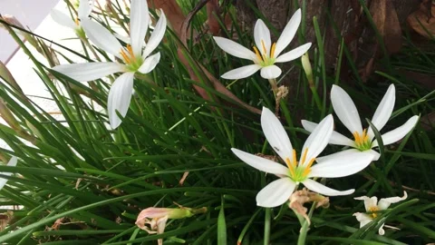 Tropical leaf Stock Footage 149545266