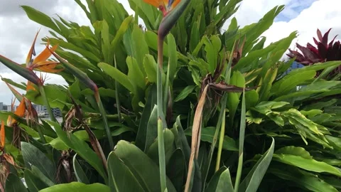 Tropical leaf Stock Footage 149545278