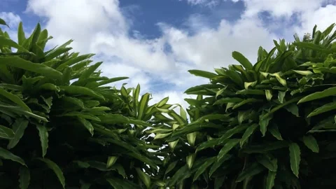 Tropical leaf Stock Footage 149545461