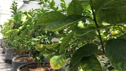 Tropical leaf Stock Footage 149545465