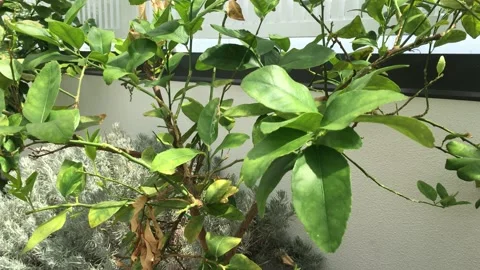 Tropical leaf Stock Footage 149545469