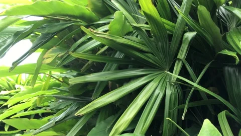 Tropical leaf Stock Footage 149545472