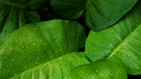 Tropical leaf Stock Footage 188755901