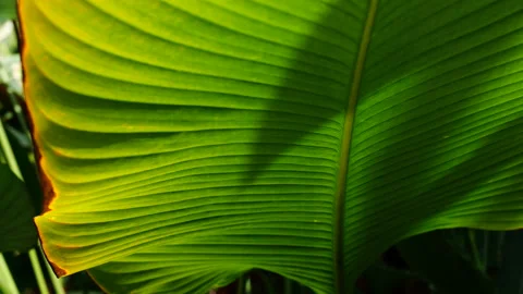 Tropical leaf Stock Footage 196372334