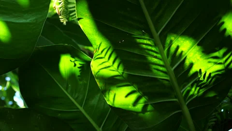 Tropical leaf Stock Footage 204920161
