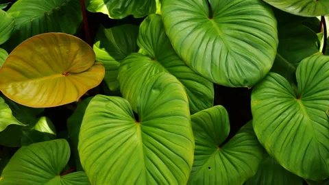 Tropical leaf Stock Footage 229246780