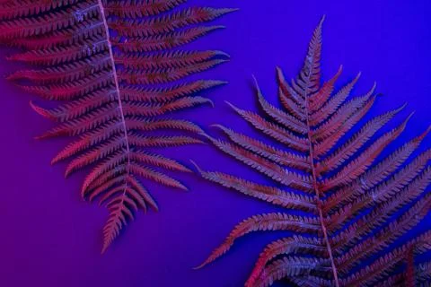 Tropical leaf forest glow in the dark background. High contrast. Stock Photos