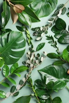 Tropical leaf frame on green background with copy space. Flat lay. Top view Stock Photos