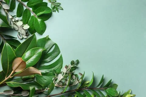 Tropical leaf frame on green background with copy space. Flat lay. Top view Stock Photos