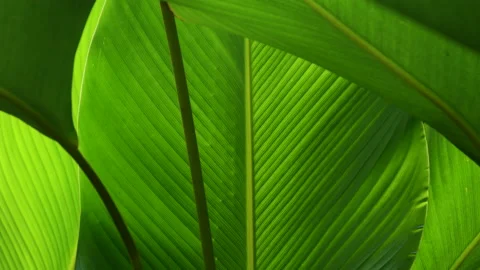 Tropical leaf, green nature background Stock Footage