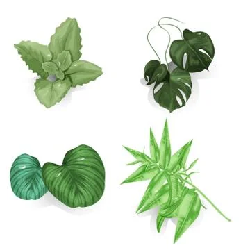 Tropical leaf green set object vector detailed illustration isolated white Stock Illustration
