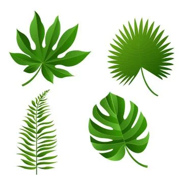 Tropical Leaf Stock Illustration