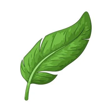 Tropical leaf illustration Stock Illustration