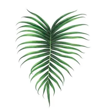 Tropical leaf isolated on white background. Watercolor illustration. Stock Illustration