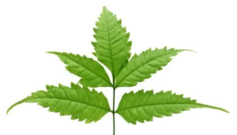 Tropical leaf isolated on white background Stock Photos